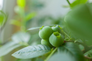 berries of unripe blueberry on a branch in  spring in  garden