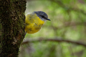 Eastern Yellow Robin - Eopsaltria australis - australian brightly yellow small song bird, southern and eastern Australia