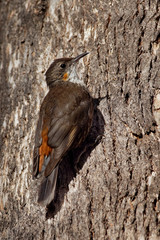 Brown Treecreeper - Climacteris picumnus small bird, largest Australasian treecreeper, endemic to eastern Australia, Cape York, Queensland, New South Wales, Victoria, South Australia
