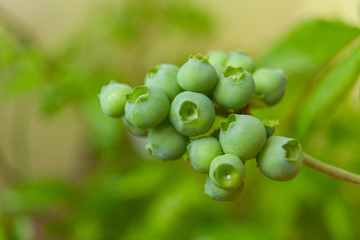 berries of unripe blueberry on a branch in  spring in  garden