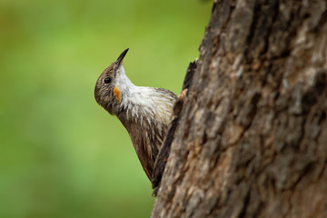 Brown Treecreeper - Climacteris picumnus small bird, largest Australasian treecreeper, endemic to eastern Australia, Cape York, Queensland, New South Wales, Victoria, South Australia