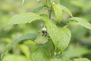 Bumblebee pollinating a raspberry flower.