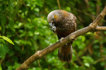 Kaka - Nestor meridionalis - endemic parakeet living in forests of New Zealan