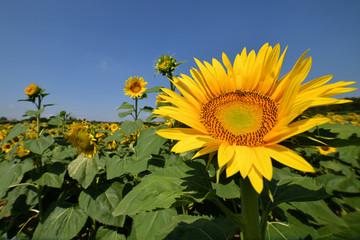 Sunflower Monoculture in Italy