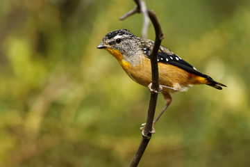 Spotted Pardalote - Pardalotus punctatus small australian bird, beautiful colors, in the forest in Australia, Tasmania