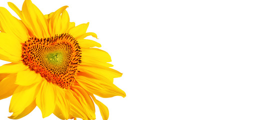 Naklejka premium Wunderschöne Sonnenblume mit Form eines Herzens