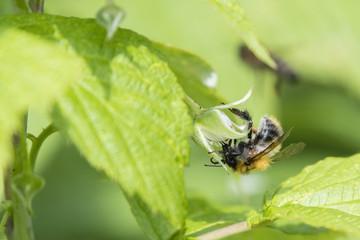 Bumblebee pollinating a raspberry flower.