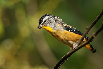 Spotted Pardalote - Pardalotus punctatus small australian bird, beautiful colors, in the forest in Australia, Tasmania