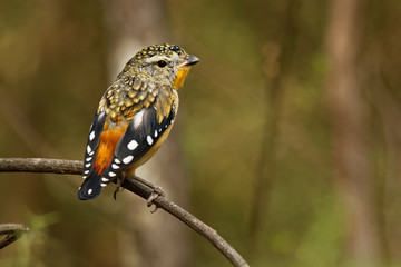 Spotted Pardalote - Pardalotus punctatus small australian bird, beautiful colors, in the forest in Australia, Tasmania