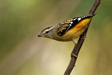Spotted Pardalote - Pardalotus punctatus small australian bird, beautiful colors, in the forest in Australia, Tasmania