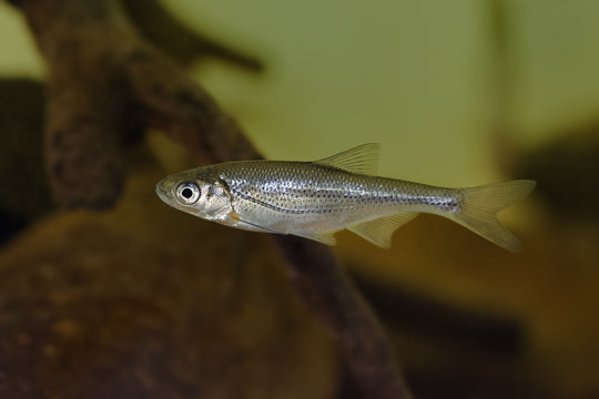 Chub - Alburnoides bipunctatus - fish under water