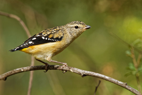 Spotted Pardalote - Pardalotus punctatus small australian bird, beautiful colors, in the forest in Australia, Tasmania
