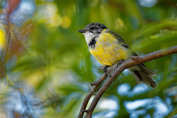 Australian golden whistler - Pachycephala pectoralis is a species of bird found in forest,...