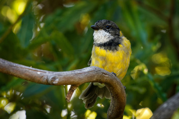 Fototapeta premium Australian golden whistler - Pachycephala pectoralis is a species of bird found in forest, woodland, mallee, mangrove and scrub in Australia. Male