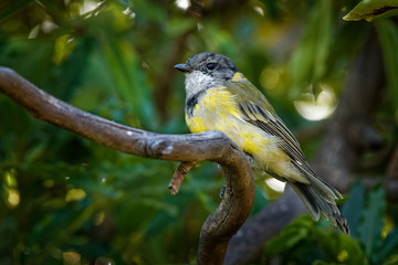 Australian golden whistler - Pachycephala pectoralis is a species of bird found in forest, woodland, mallee, mangrove and scrub in Australia. Male