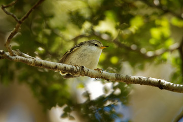 Acanthisitta chloris - Rifleman - titipounamu female - endemic bird from New Zealand