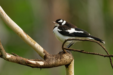known as the peewee, peewit or mudlark, is a passerine bird native to Australia, Timor and southern New Guinea