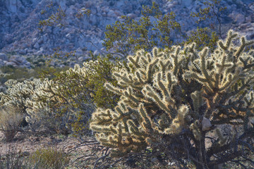 Naklejka na ściany i meble Cacti in the Mojave desert
