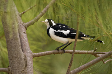 known as the peewee, peewit or mudlark, is a passerine bird native to Australia, Timor and southern New Guinea