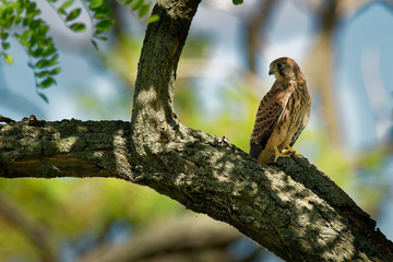 Eurasian Kestrel - Falco tinnunculus small european bird of prey sitting on the branch, in the shadow of the trees