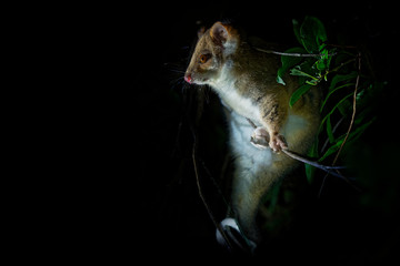 Common Ringtail Possum - Pseudocheirus peregrinus is small nocturnal marsupial living in Australia