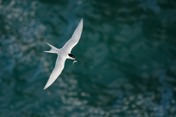 Fototapeta na wymiar White-fronted Tern - Sterna striata - tara living in New Zealand, flying, hunting, mating
