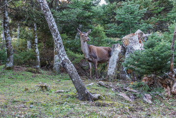 Naklejka na ściany i meble A female red deer comes out of the forest