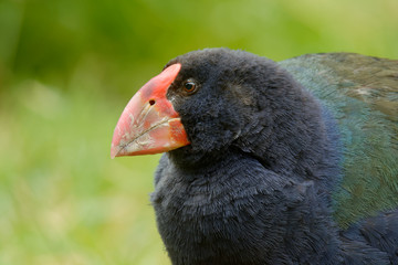 Takahe - Porphyrio hochstetteri endemic hen from New Zealand, blue plumage and big red beak