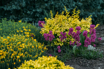 pink, purple and yellow flowers grow in the garden. bushes Botanical Garden