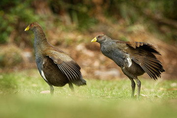 Tasmanian nativehen - Tribonyx mortierii -  flightless rail and one of twelve species of birds endemic to the Australian island of Tasmania, Australia