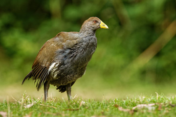 Tasmanian nativehen - Tribonyx mortierii -  flightless rail and one of twelve species of birds endemic to the Australian island of Tasmania, Australia