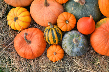 Different varieties of squashes and pumpkins