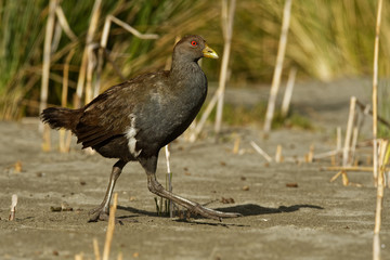 Tasmanian nativehen - Tribonyx mortierii -  flightless rail and one of twelve species of birds endemic to the Australian island of Tasmania, Australia