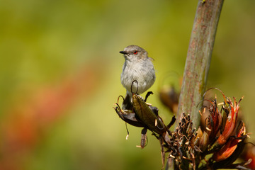 Grey warbler - Gerygone igata  - riroriro common small bird from New Zealand