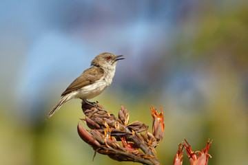 Grey warbler - Gerygone igata  - riroriro common small bird from New Zealand