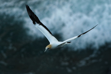 Sula serrator - Australian Gannet - takapu flying above the nesting colony in New Zealand