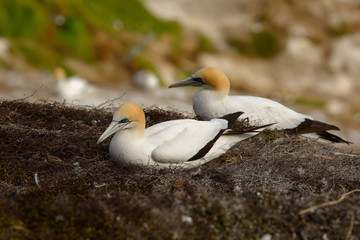 Sula serrator - Australian Gannet - takapu flying above the nesting colony in New Zealand