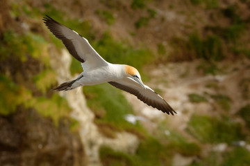 Sula serrator - Australian Gannet - takapu flying above the nesting colony in New Zealand