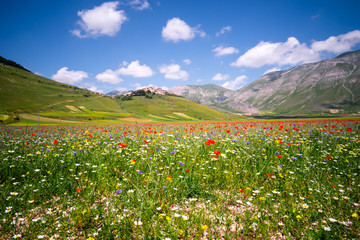 castelluccio di norcia, la fioritura