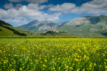 Fototapeta premium castelluccio di norcia, la fioritura