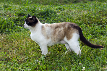 Cat standing in profile in the grass