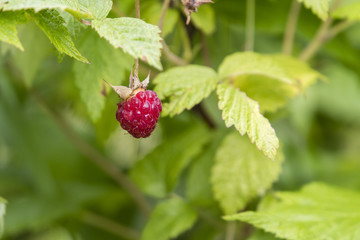 Red ripe raspberry on the plant.