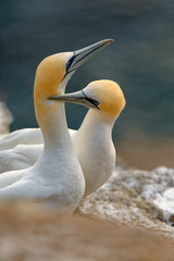 Sula serrator - Australian Gannet - takapu flying above the nesting colony in New Zealand