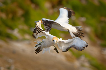 Sula serrator - Australian Gannet - takapu flying above the nesting colony in New Zealand