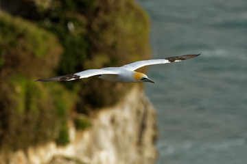 Sula serrator - Australian Gannet - takapu flying above the nesting colony in New Zealand