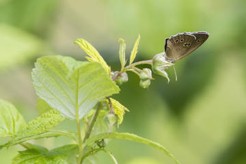Aphantopus - brown butterfly on raspberry plant.