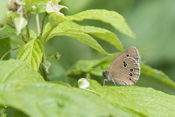 Aphantopus - brown butterfly on raspberry plant.