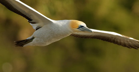 Sula serrator - Australian Gannet - takapu flying above the nesting colony in New Zealand