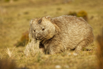 Vombatus ursinus - Common Wombat in the Tasmanian scenery, eating grass in the evening on the island near Tasmania