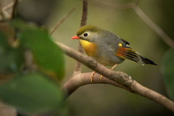 Obraz premium Red-billed Leiothrix - Leiothrix lutea in the forest of China, Barma, India, Bhutan, Nepal, Tibet.